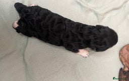 Cockapoo dogs for sale: F2 Cockapoo’s - Image 11