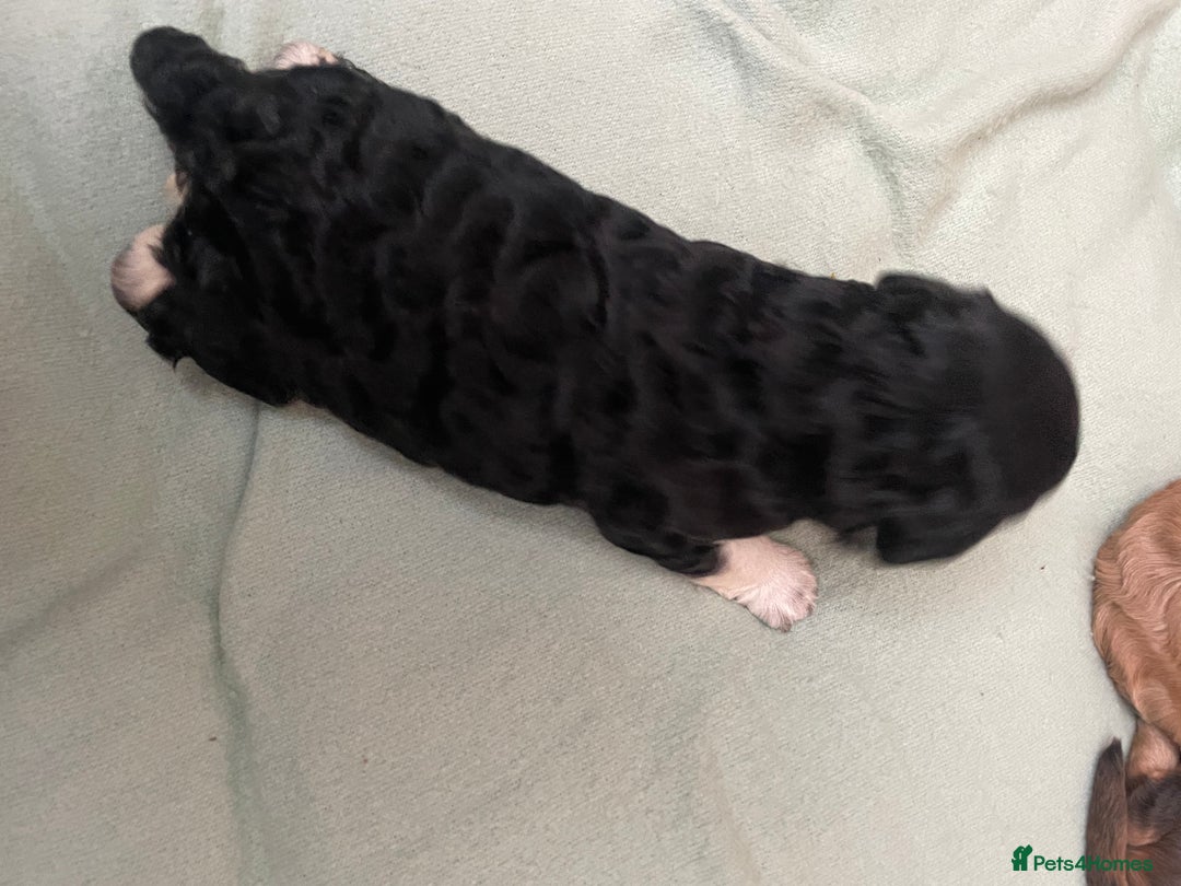 Cockapoo dogs for sale: F2 Cockapoo’s - Image 11
