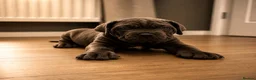 Cane Corso dogs for sale: Brutus(X-Man) World Winner line Cane Corso Puppies - Advert 36