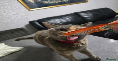 British Shorthair cats - Advert 5