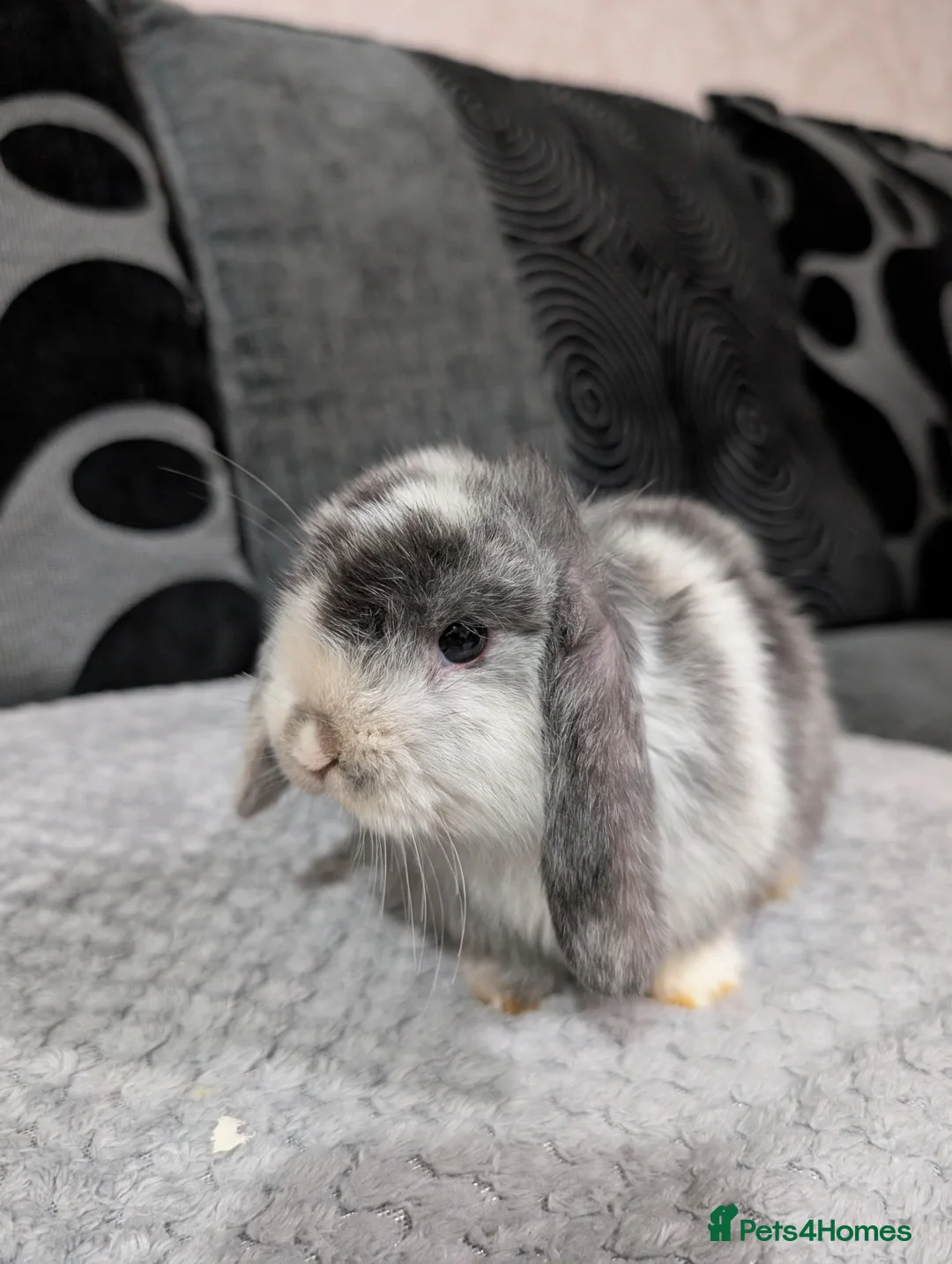 Mini Lop rabbits for sale: 6 beautiful mini lops available 16/3 in Ashford - Advert 5