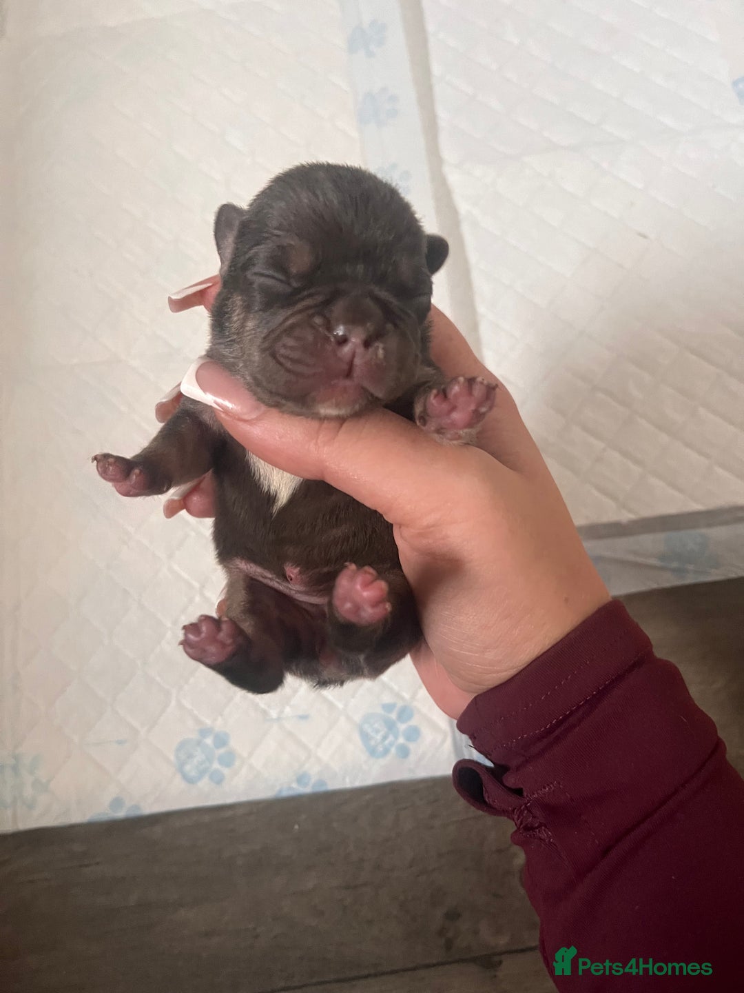 French Bulldog dogs for sale: 🐶🥰FRENCHIE PUPS FOR SALE😍🐶 - Image 11