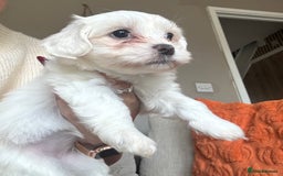 Maltipoo dogs for sale: Beautiful fluffy puppys - Image 6