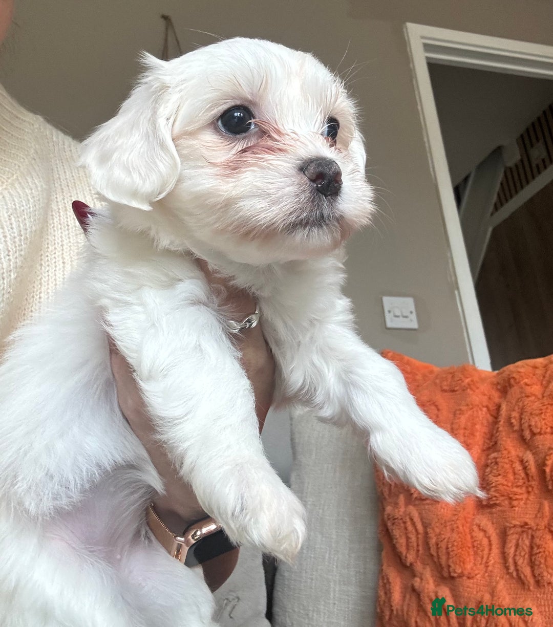 Maltipoo dogs for sale: Beautiful fluffy puppys - Image 6