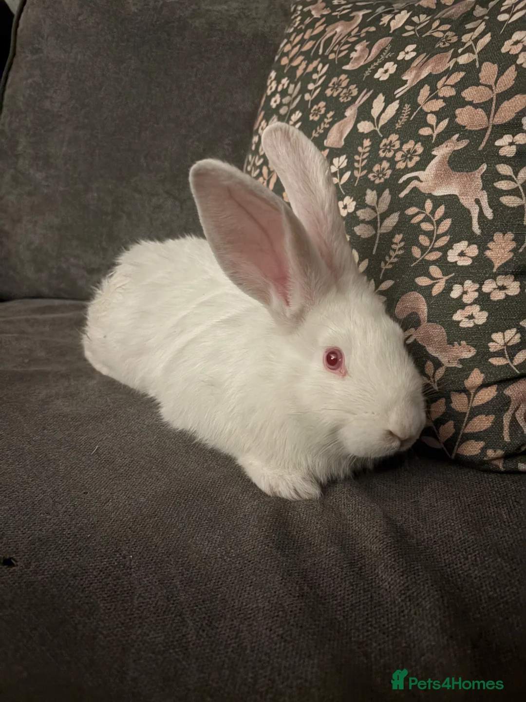 Continental Giant rabbits for sale: Pure bred continental giants  - Advert 3