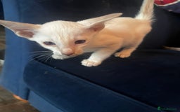 Siamese cats for sale: Siamese kittens - Image 4