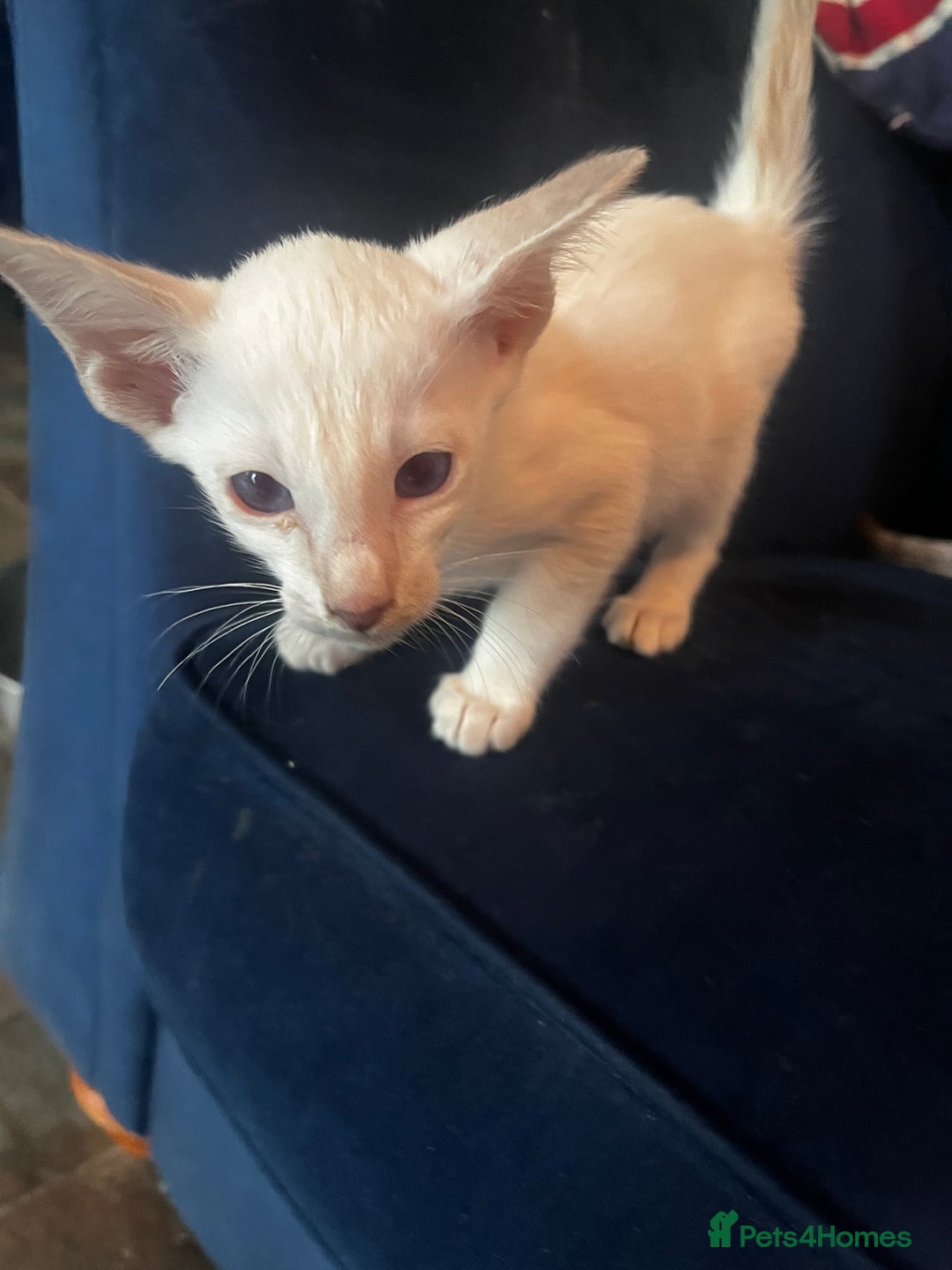 Siamese cats for sale: Siamese kittens - Image 4