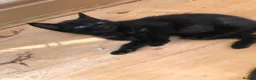 Mixed Breed cats for sale: Adorable Kittens Ready for their Forever Homes - Advert 15