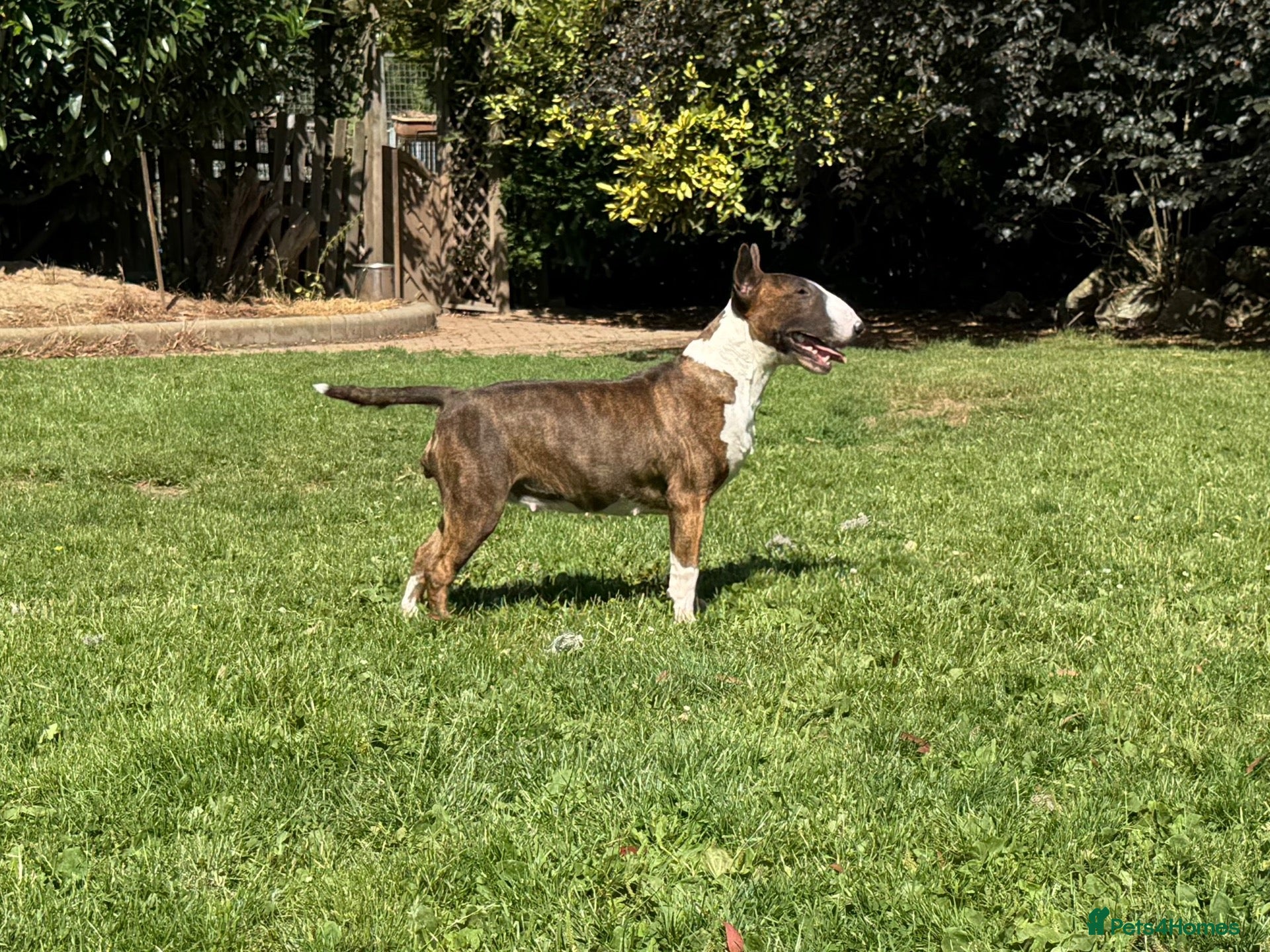 Bull Terrier dogs Beautiful, healthy, 2 year brindle & white KC girl - Advert 18