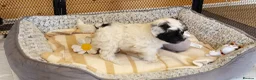 Yorkiepoo dogs for sale: Yorkiepoos 2 Stunning Boys  from Licensed Breeder  - Advert 11