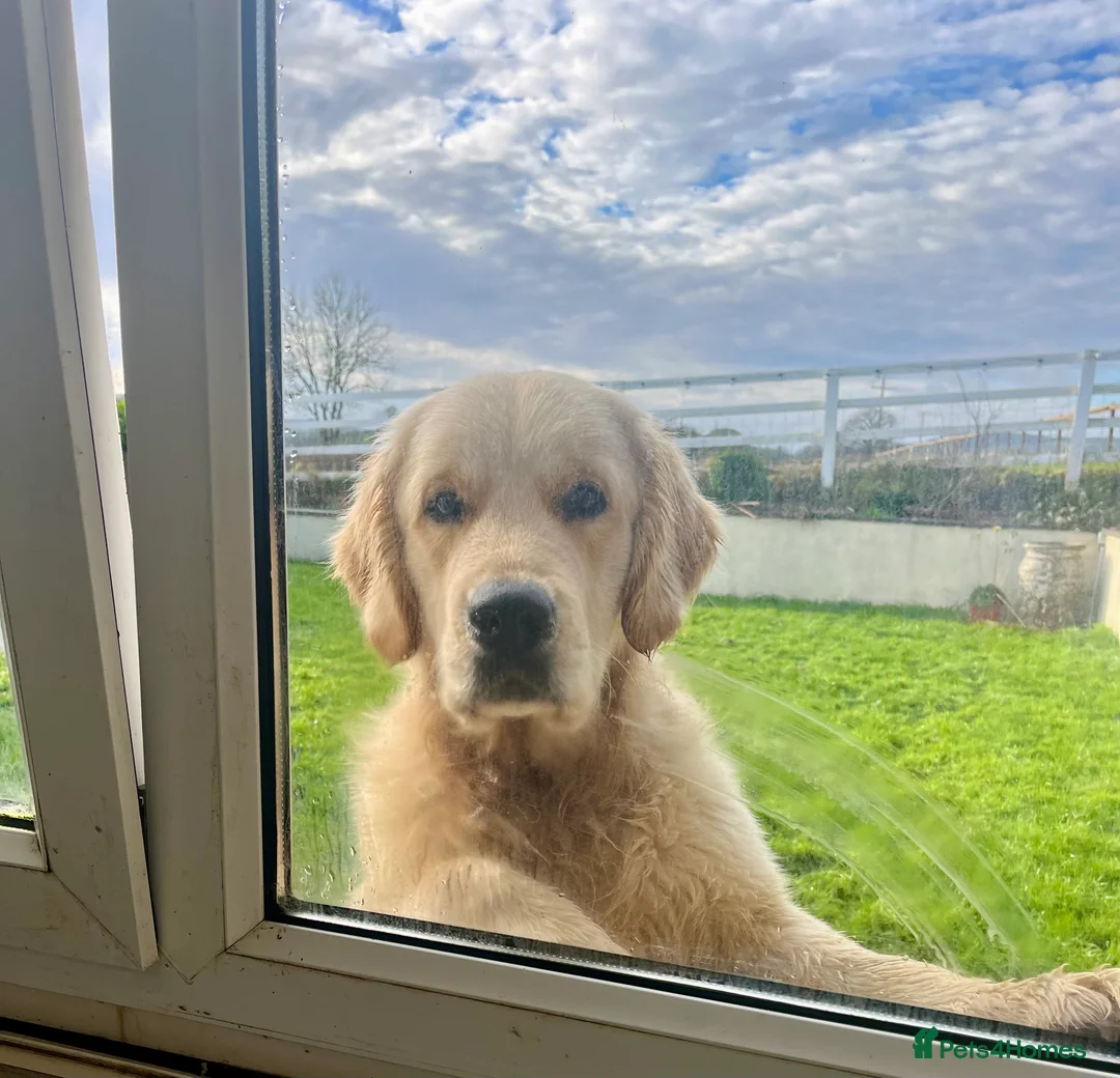 Golden Retriever dogs for stud: Exceptional Proven Stud - Advert 3