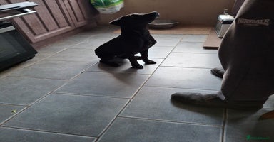 Labrador Retriever dogs in King's Lynn - Advert 7