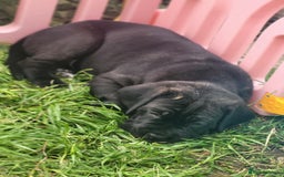 Cane Corso dogs for sale: 3 gorgeous male cane corso pups - Image 6