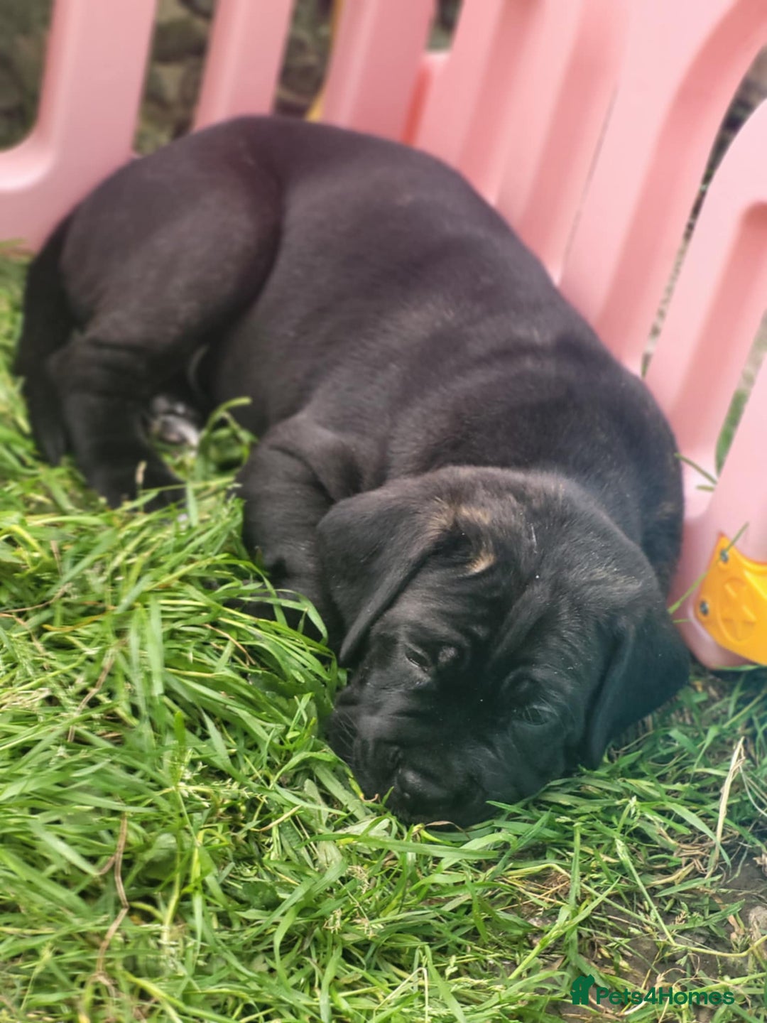Cane Corso dogs for sale: 3 gorgeous male cane corso pups - Image 6
