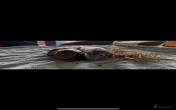 Guinea Pig rodents for sale: Two Adorable Guinea Pigs Looking for a Loving Home - Image 3