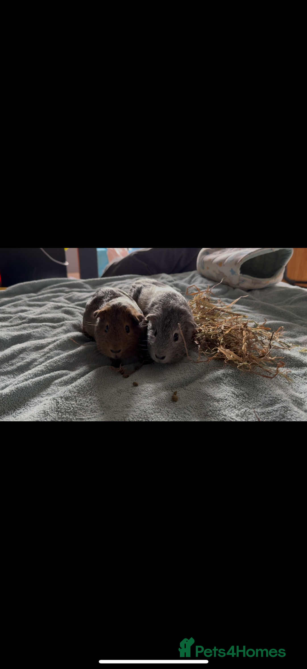 Guinea Pig rodents for sale: Two Adorable Guinea Pigs Looking for a Loving Home - Image 3