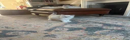Ragdoll cats for sale: One boy and one girl available  - Advert 3