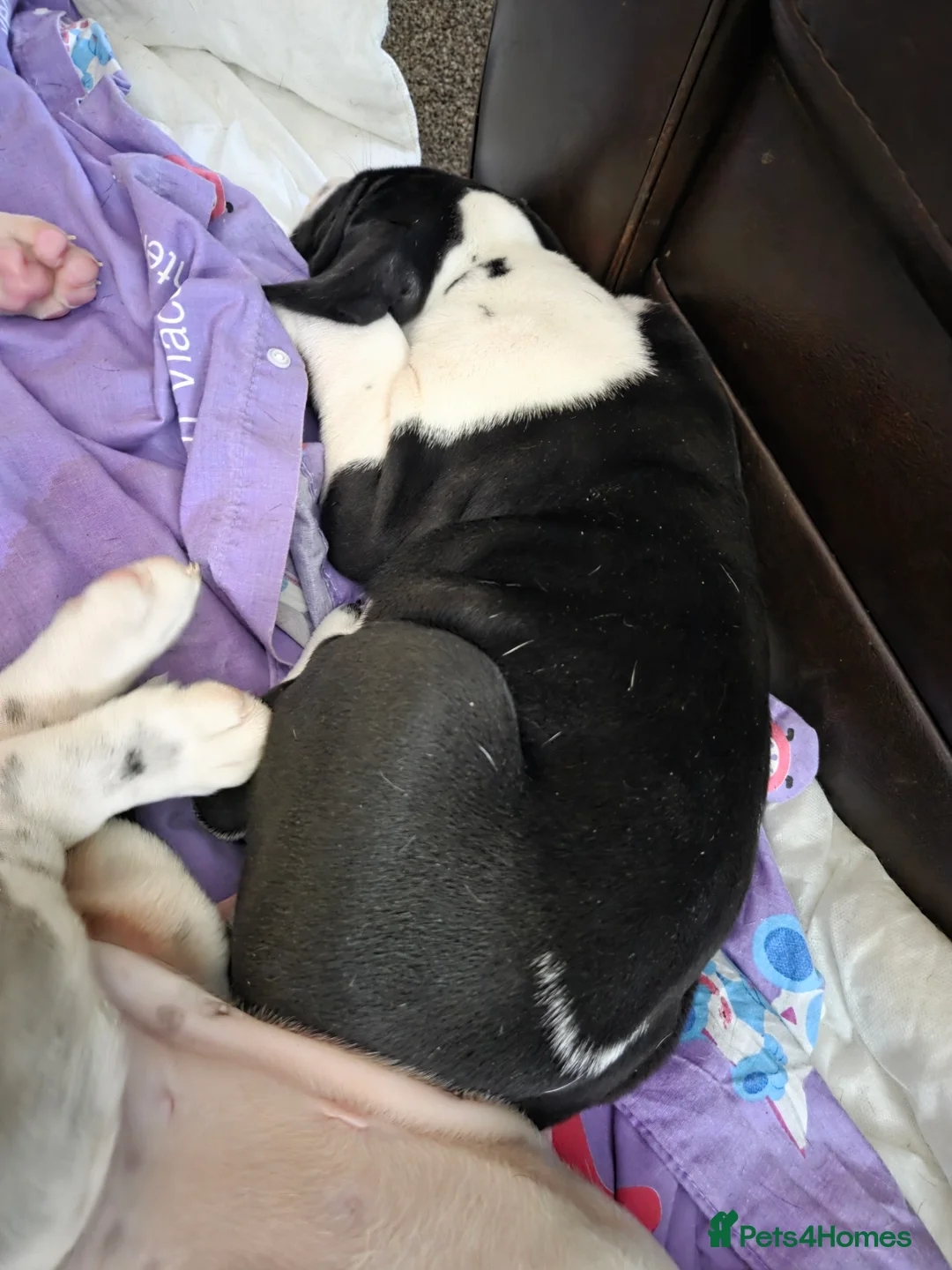 Great Dane dogs for sale: Greatdane puppies forsale - Advert 3