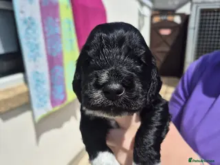 Cockapoo dogs Cockapoo Puppies - Advert 15