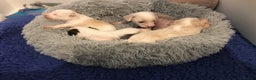 Chinese Crested dogs for sale: Chinese Crested puppies - Advert 13