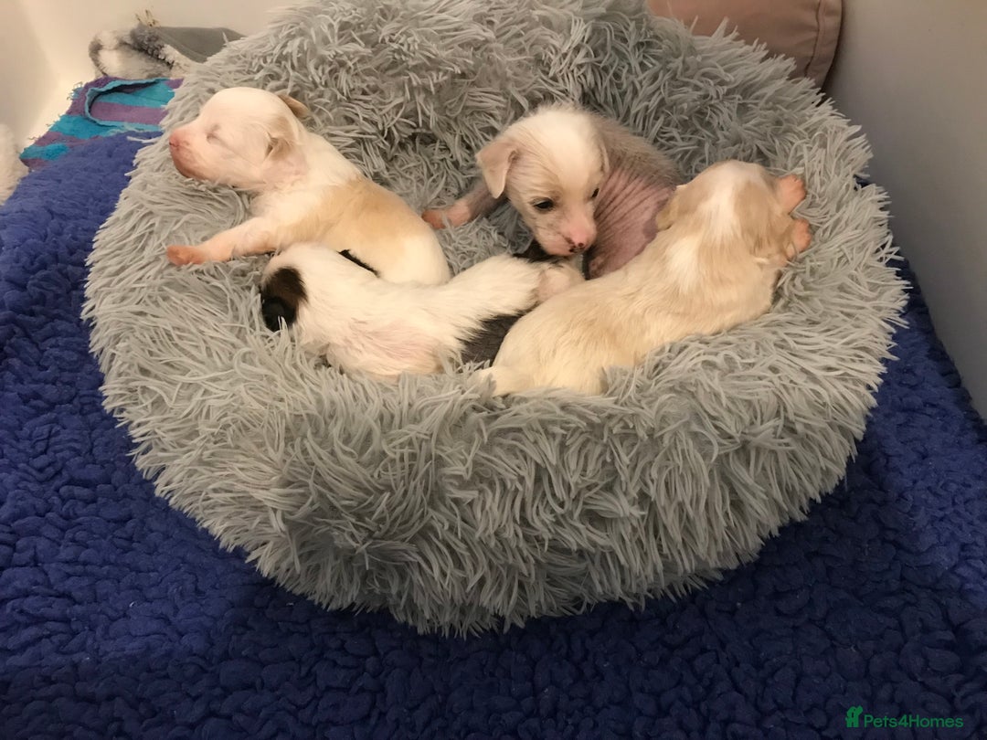 Chinese Crested dogs for sale: Chinese Crested puppies - Advert 13