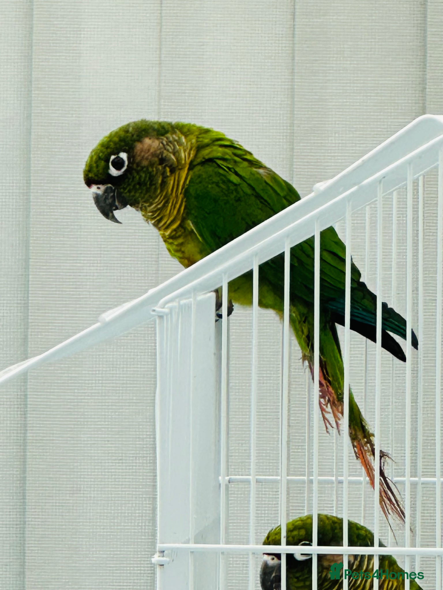 Conures birds Maroon bellied conures - Advert 7