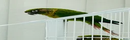Conures birds for sale: Maroonbellied Conure - Advert 3