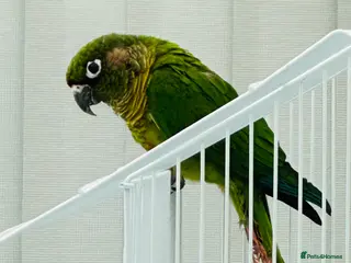 Conures birds Maroon bellied conures - Advert 7