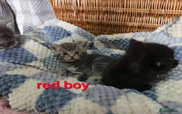 Mixed Breed cats for sale: Beautiful kittens  - Image 16