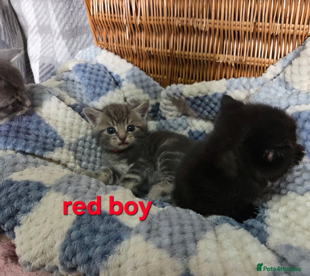 Mixed Breed cats for sale: Beautiful kittens  - Image 16