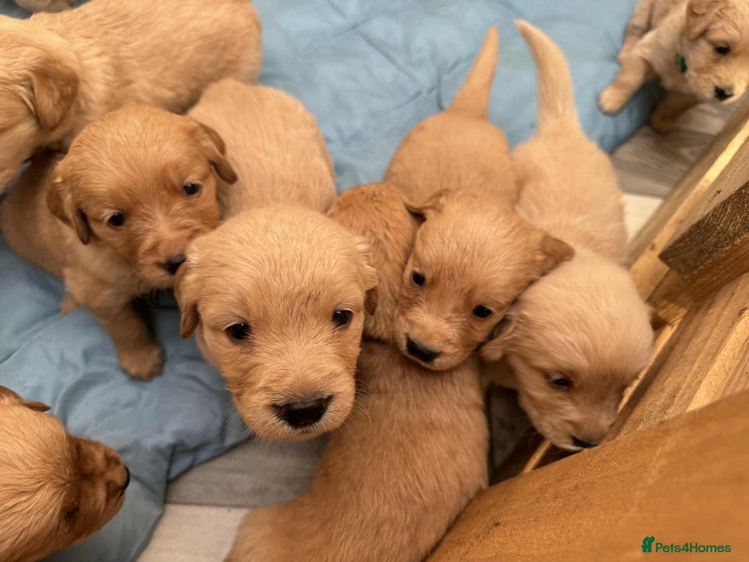 Golden Retriever dogs for sale: Adorable Golden Retriever Puppies for sale - Advert 9