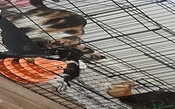 Mixed Breed cats for sale: 10 beautiful kittens - Image 18
