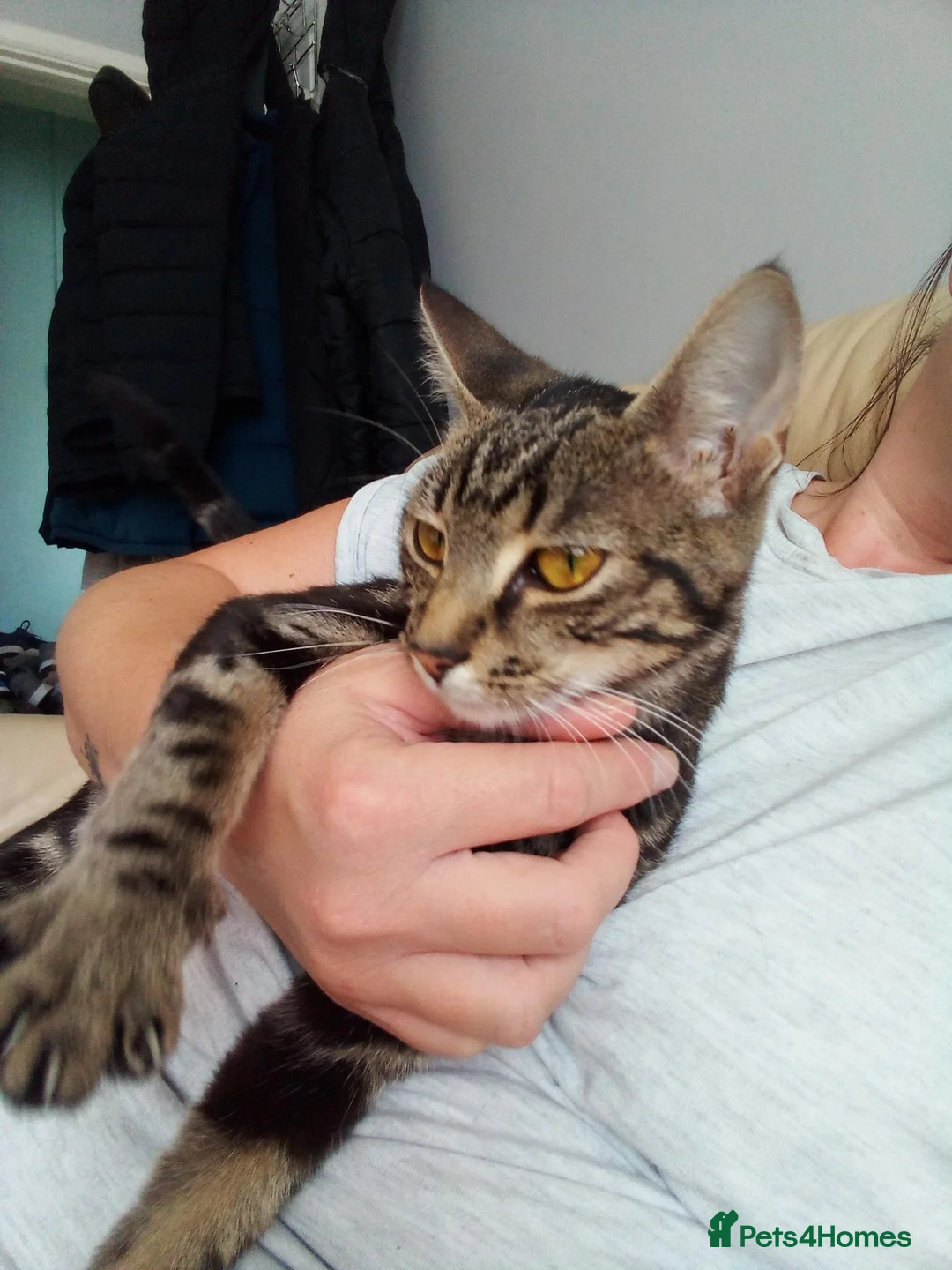 Bengal cats for sale: Female Bengal cat 12 months old - Advert 2