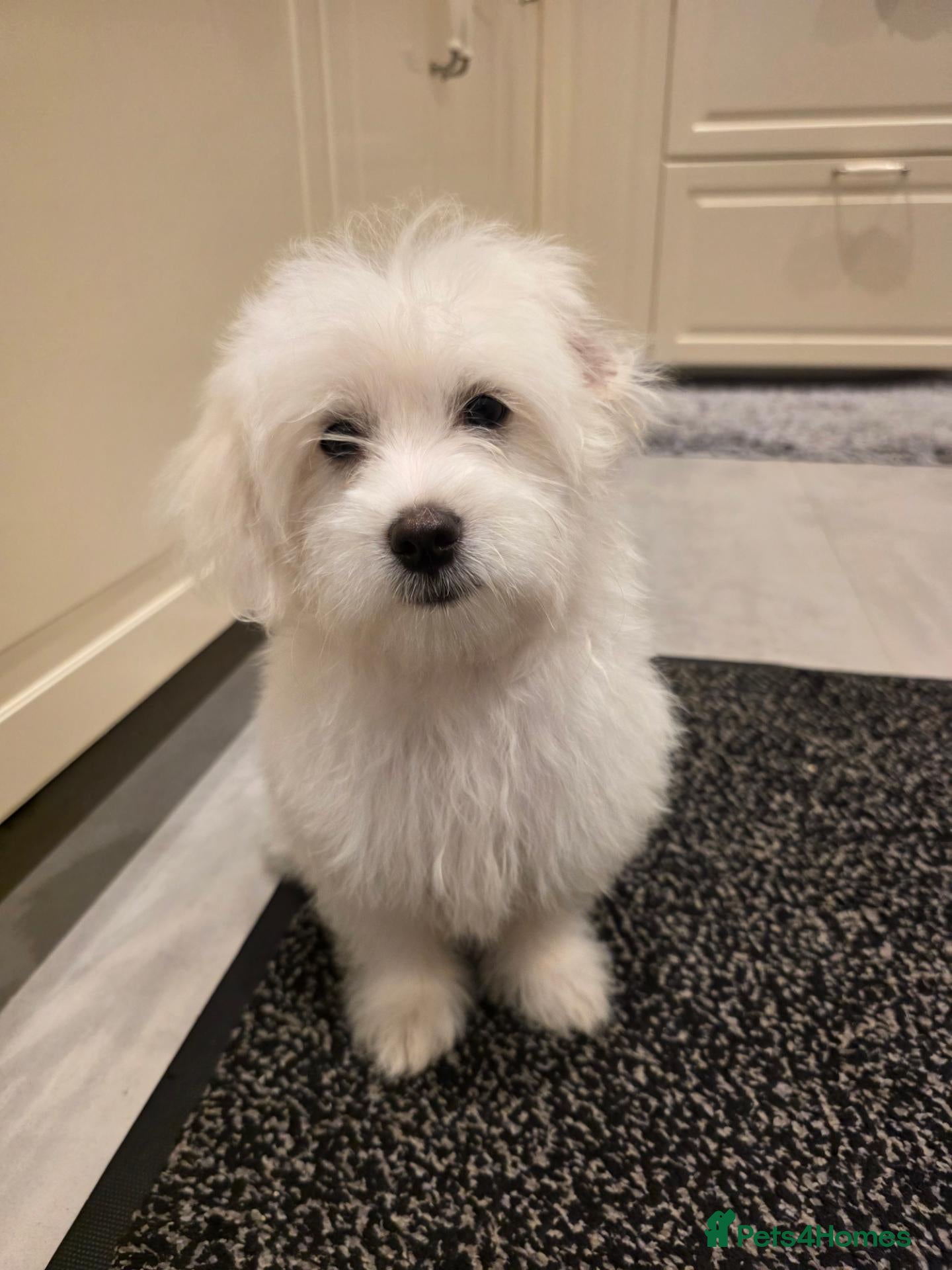 Bichon Frise dogs 🤍Adorable Bichon Puppy Looking for a Loving Home  - Advert 16