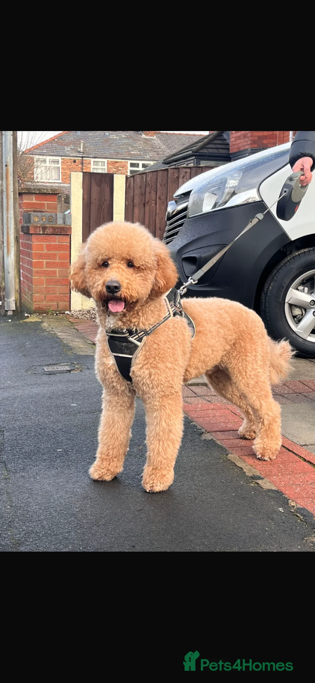 Labradoodle dogs for stud: Labradoodle for Stud in Prescot - Advert 2