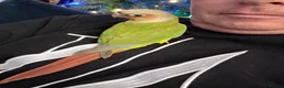 Conures birds for sale: Hand reared 325 ono - Advert 11