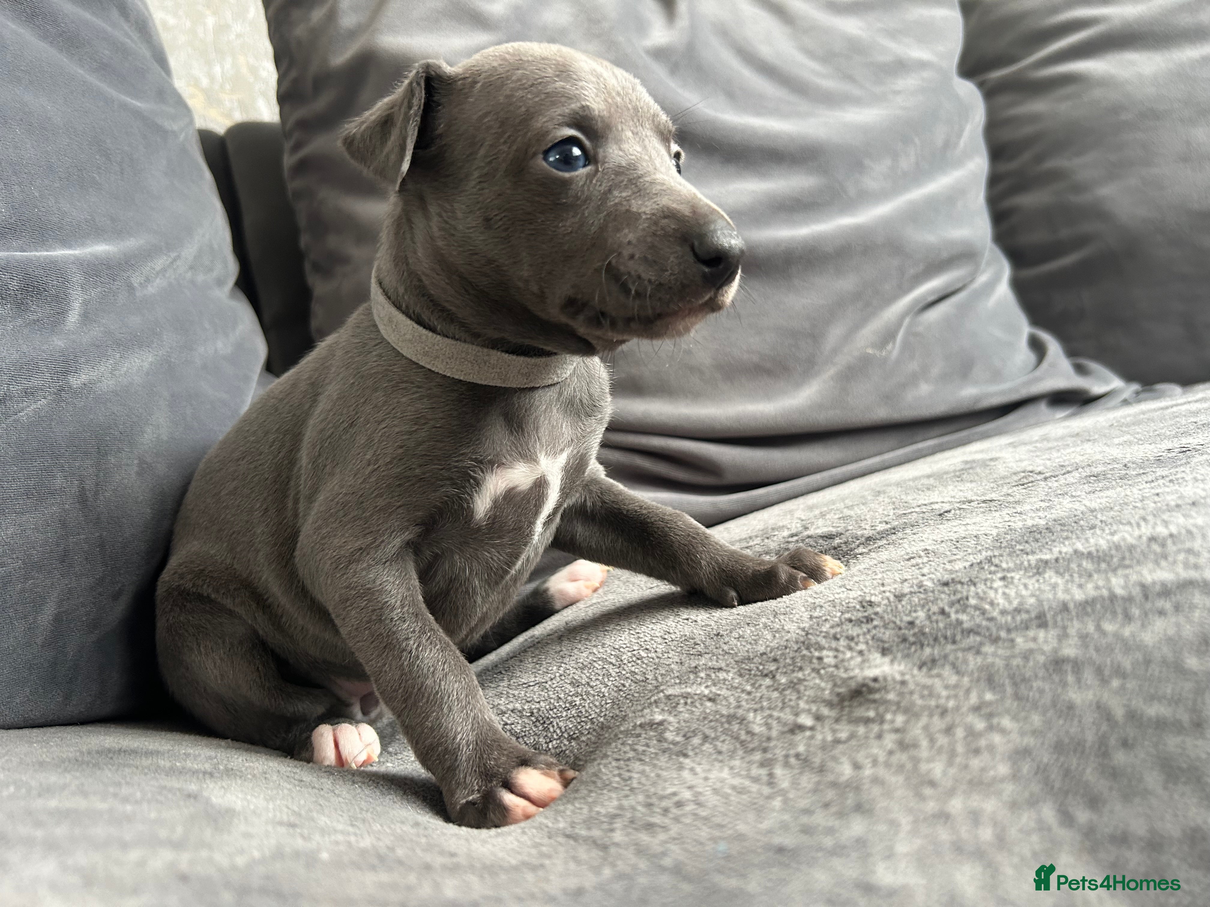 Whippet dogs KC Reg small blue whippet puppies  - Advert 6