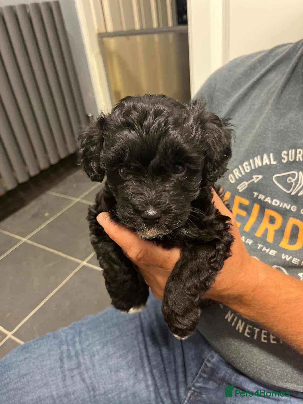 Schnoodle dogs GORGEOUS SCHNOODLE GIRL ONLY  - Advert 7