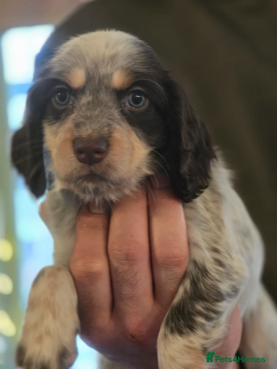 Cocker Spaniel dogs for sale: 2 lovely working Cocker Spaniel pups  - Advert 2