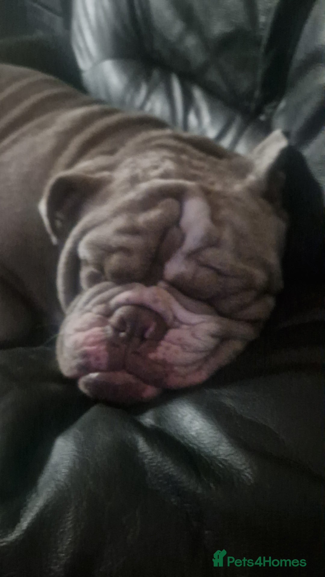 English Bulldog dogs for stud: English bulldog for stud - Image 7