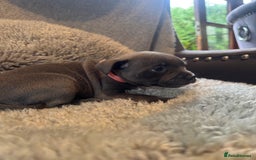 Staffordshire Bull Terrier dogs for sale: High Quality Blue & Black Staffy Puppies - Image 21