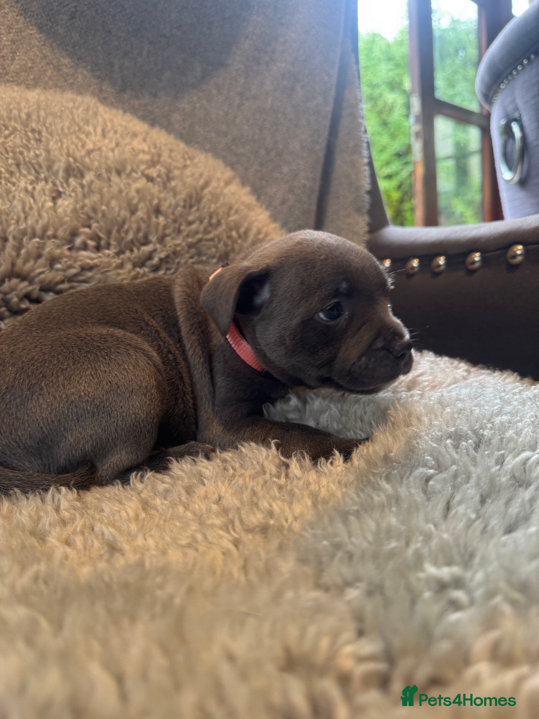 Staffordshire Bull Terrier dogs for sale: High Quality Blue & Black Staffy Puppies - Image 21