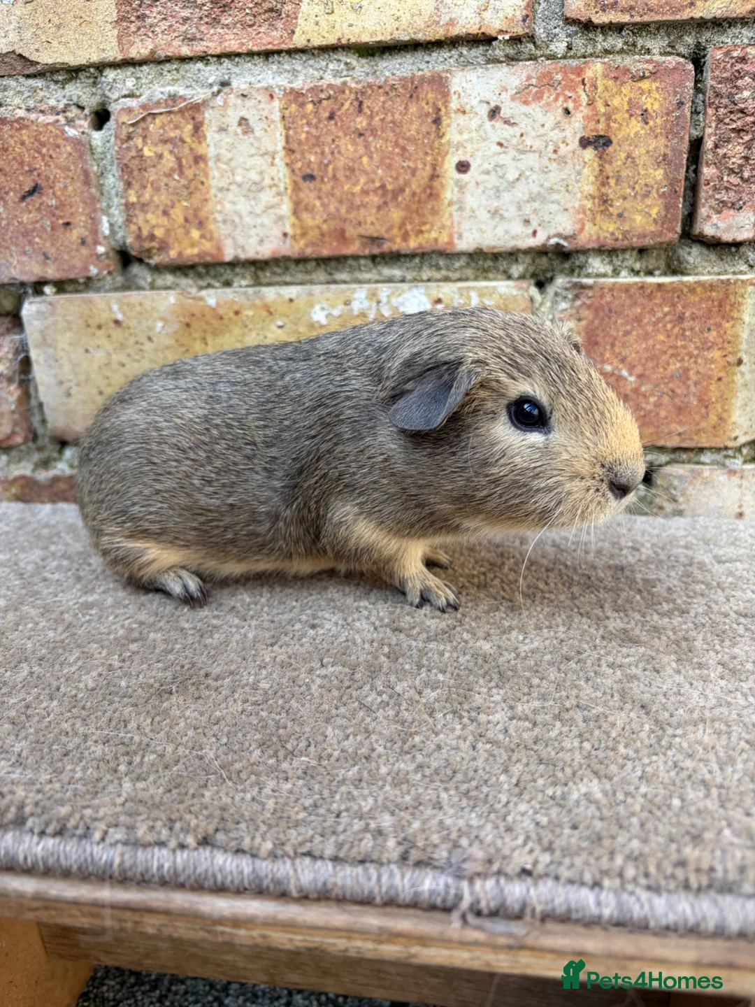Guinea Pig rodents for sale: Young male guinea pigs ready now - Advert 6