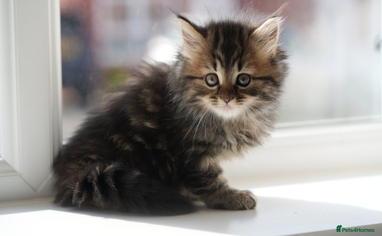 Mixed Breed cats - Advert 2