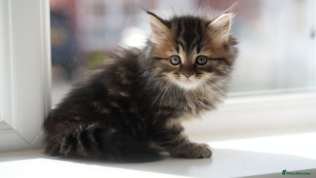 Mixed Breed cats for sale: Three Mixed kittens ( british short hair mother ) - Image 1
