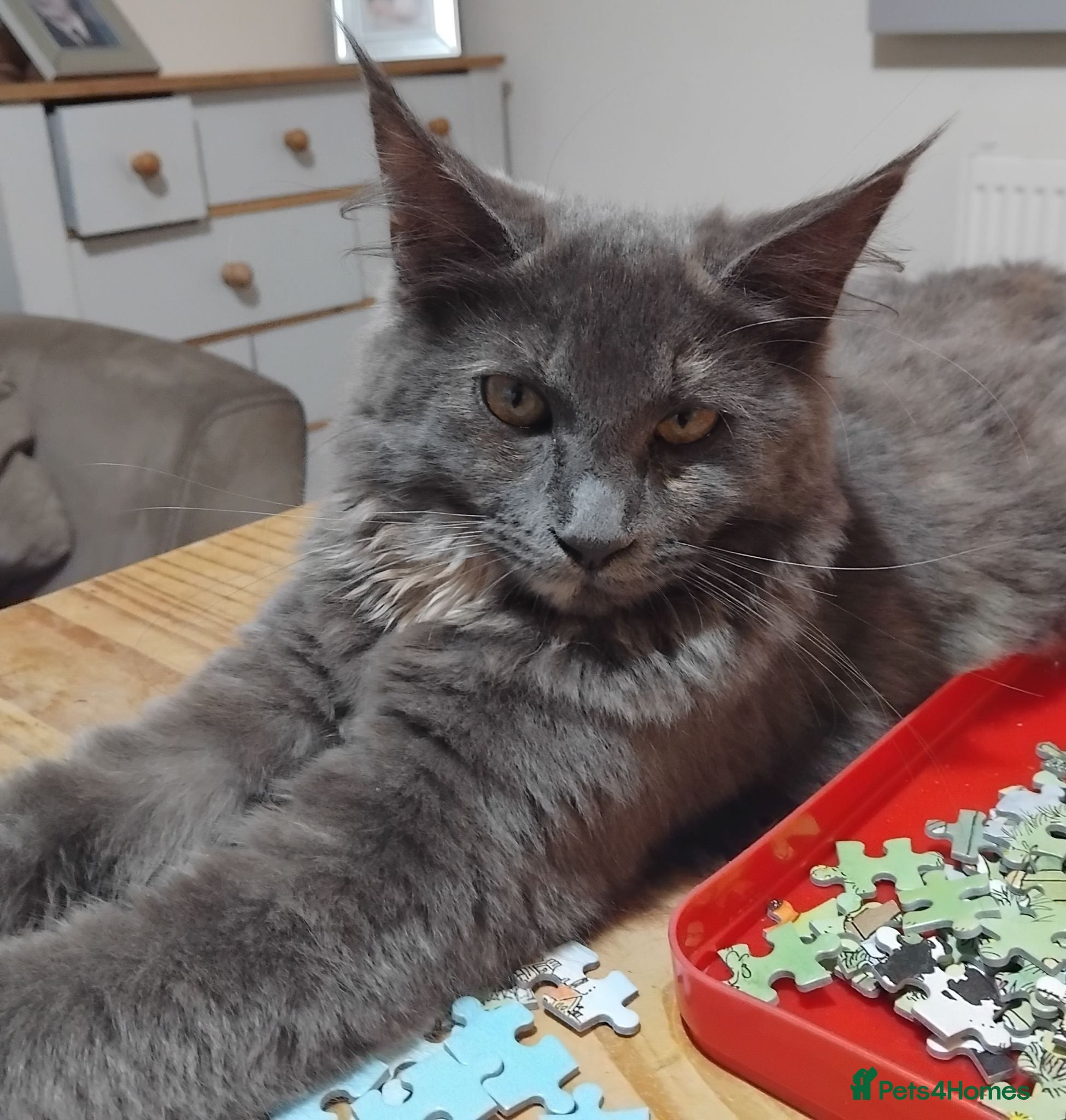 Maine Coon cats Rare blue/cream smoke maine coon kittens - Advert 2