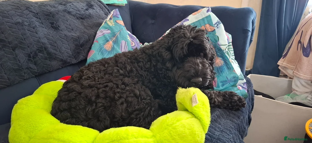 Cockapoo dogs for sale: Beautiful cockapoos  - Advert 35