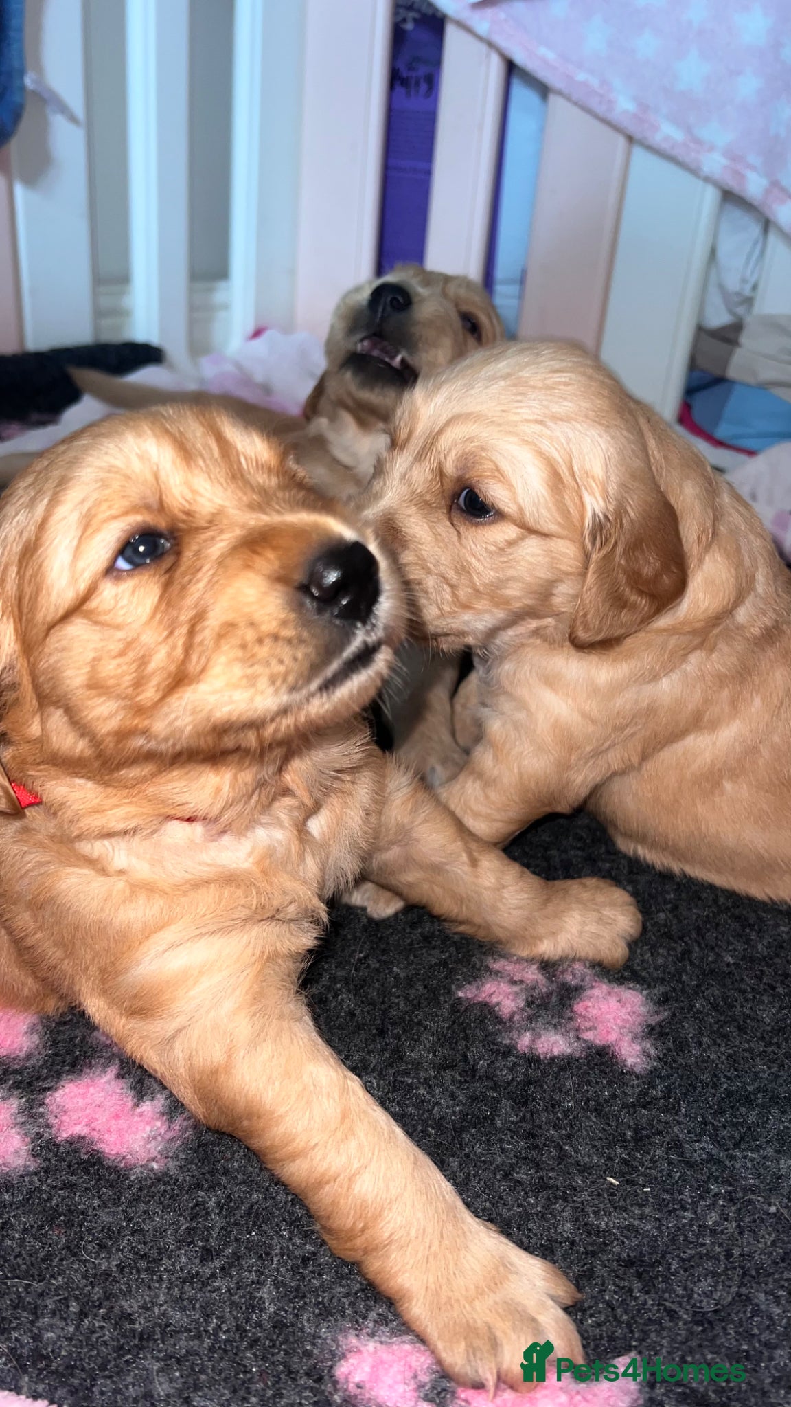 Golden Retriever dogs KC Golden Retrievers - Health Tested & Home Raised - Advert 1