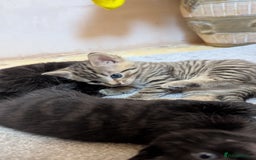 Mixed Breed cats for sale: Kittens for sale - Image 8