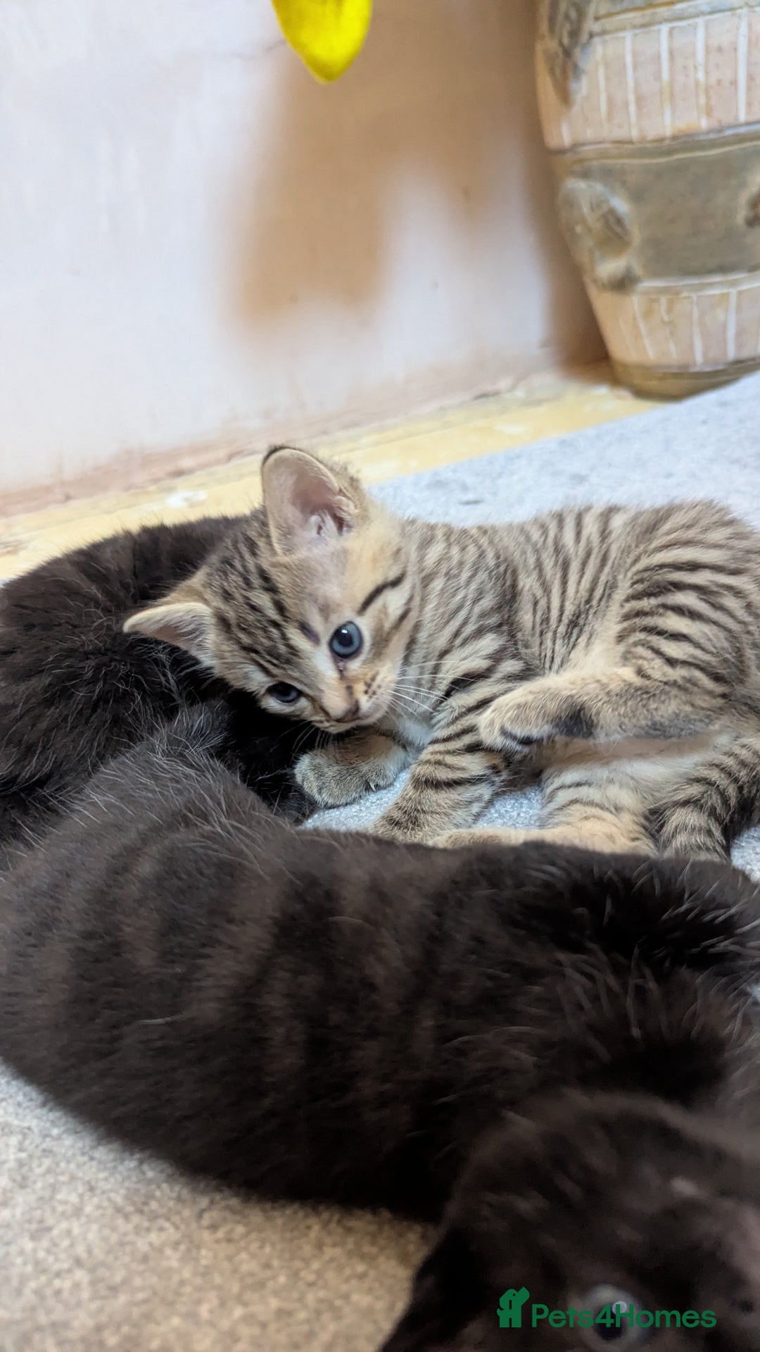Mixed Breed cats for sale: Kittens for sale - Image 8